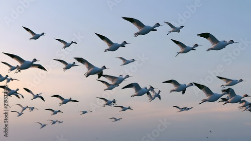A flock of white birds with black wingtips flies in formation against a soft gradient sky at dawn or dusk