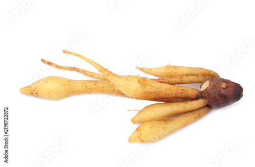 Fresh fingerroot rhizome isolated on a white background, showing distinctive golden-yellow finger-like roots and brown base. Thai culinary herb and traditional herbal ingredient.