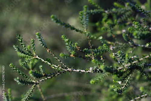 Konstfotografi Regelia inops: a Western Australian native shrub which features tiny, oval-shaped leaves tightly packed and overlapping along grey, twiggy stems