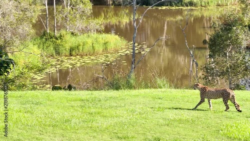 Graceful cheetah walks across sunlit green grass near calm pond with lily pads.