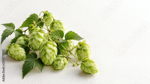 Fresh hop cones with leaves on bright white background