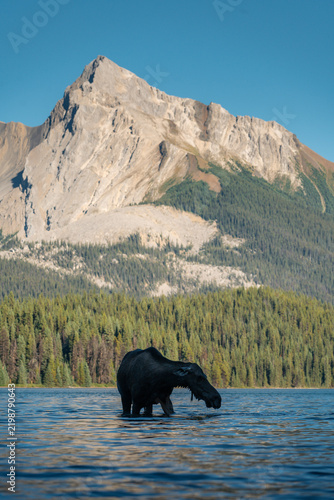 A moose feeds in a mountain lake below a rugged limestone peak in Jasper National Park, Alberta, Canada