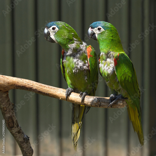 Two red shouldered macaws, Diopsittaca nobilis, also known as Hahn's macaws, sit perched closely together on a rustic wooden branch