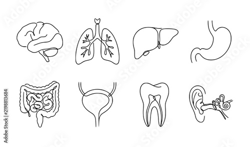 Foto Collection of human internal organs and dental structure in continuous line art