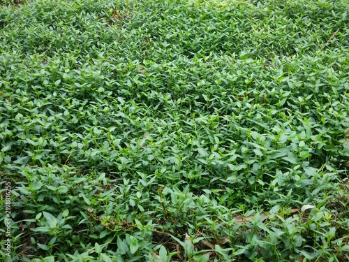 A lush dense expanse of wild green water spinach growing in a swampy area