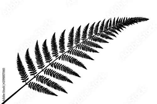 Detailed dark fern frond extending diagonally upward