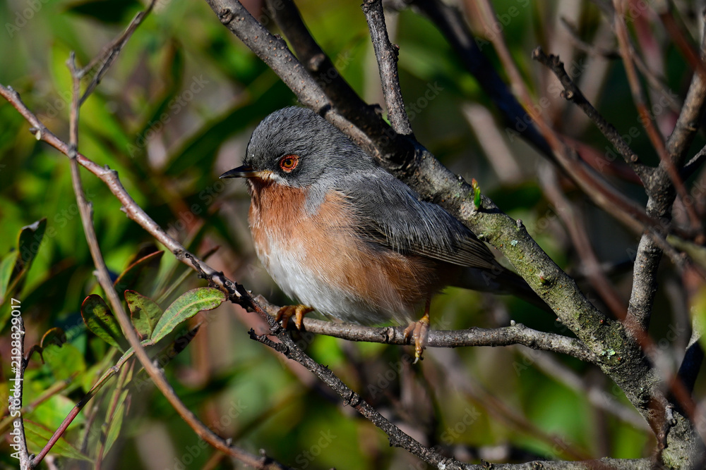 Fototapeta premium Iberien-Bartgrasmücke - Männchen // Western subalpine warbler - male (Curruca iberiae) - Doñana Nationalpark, Spanien