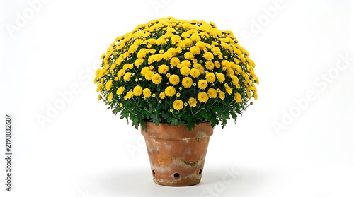 Bright yellow chrysanthemum flower plant blooming in a rustic terracotta pot isolated on white background