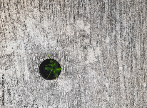 Tiny green sprout grows through a hole in cracked concrete