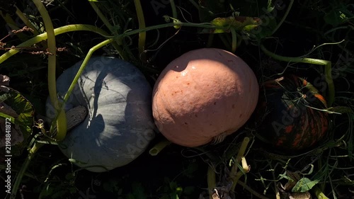 Three pumpkins of varying colors and sizes resting on the ground among green vines and leaves, showcasing their natural textures and shadows in a garden setting