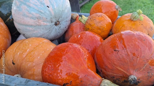 Assorted pumpkins in various sizes and colors, including orange and blue, arranged in a wooden crate on a grassy surface during autumn harvest season