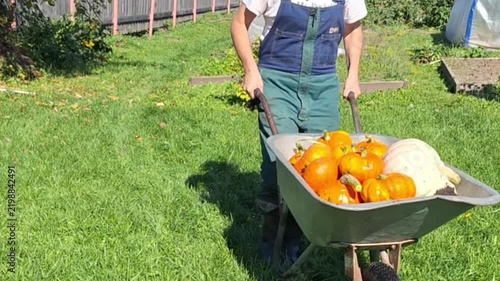 Caucasian female gardener in green overalls pushes a wheelbarrow filled with pumpkins and vegetables across a grassy field in a sunny outdoor setting