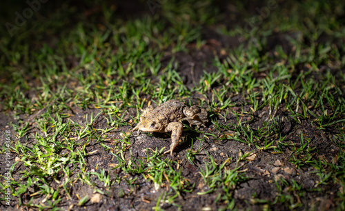 Foto Small toad rests on damp grass and soil