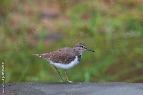 Common Sandpiper, on Gaya Island, Borneo.