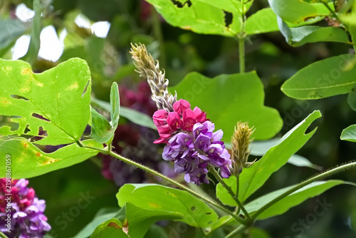 Fotografie クズの花