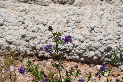Alfalfa, or lucerne, or Medicago sativa flowers
