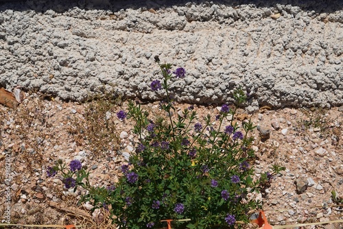 Alfalfa, or lucerne, or Medicago sativa wild plant with flowers