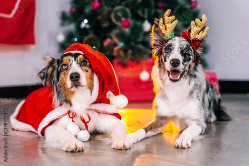 Australian Shepherd and Border Collie dogs posing together in a festive Christmas setting, one wearing a Santa hat and the other wearing glitter reindeer antlers with a red bow. Christmas tree, holida