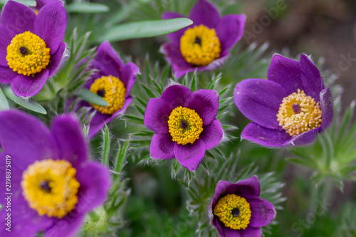 Konstfotografi Purple Pasque flower Pulsatilla vulgaris blooming with yellow stamens in spring
