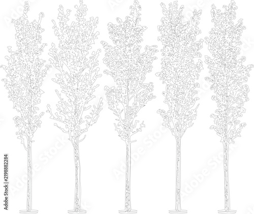 Tall Poplar Trees Collection Set Line Art Vector Illustration Lombardy Poplar Tree Row Outline Sketch