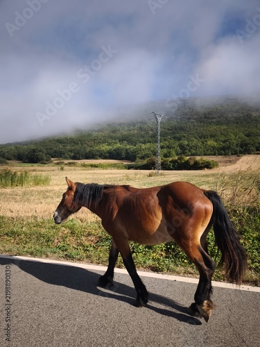 caballo en la carretera. 