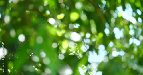 Sunlight Through Leaves: A soft, blurred bokeh effect captures the gentle diffusion of sunlight filtering through lush green foliage, creating a serene and dreamy atmosphere.