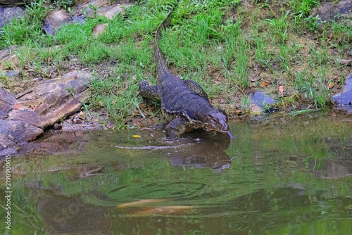 Water monitor, entering a fish pond, on Gaya Island.