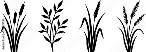 Four botanical illustrations of grasses and foliage in a simple black and white style