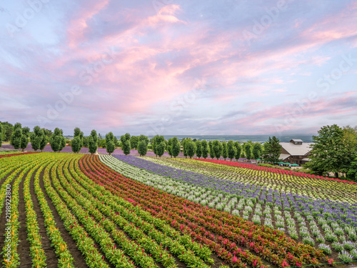 Colorful flower fields arranged in sweeping rows at Farm Tomita in Furano, Hokkaido, Japan, with trees, distant mountains, and a pastel sky creating a scenic summer landscape.