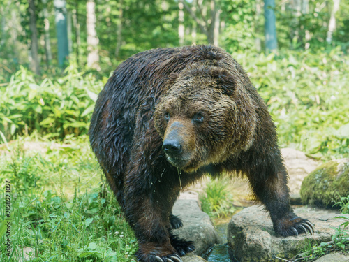 Brown bear walking through a lush forest beside a rocky stream in Hokkaido, Japan, with wet fur and a focused gaze.