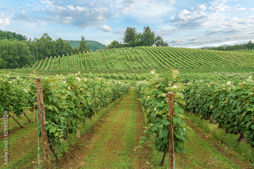 Vineyard rows on rolling hills in Hokkaido, Japan, with grapevines, a central pathway, surrounding forest, and a partly cloudy summer sky.