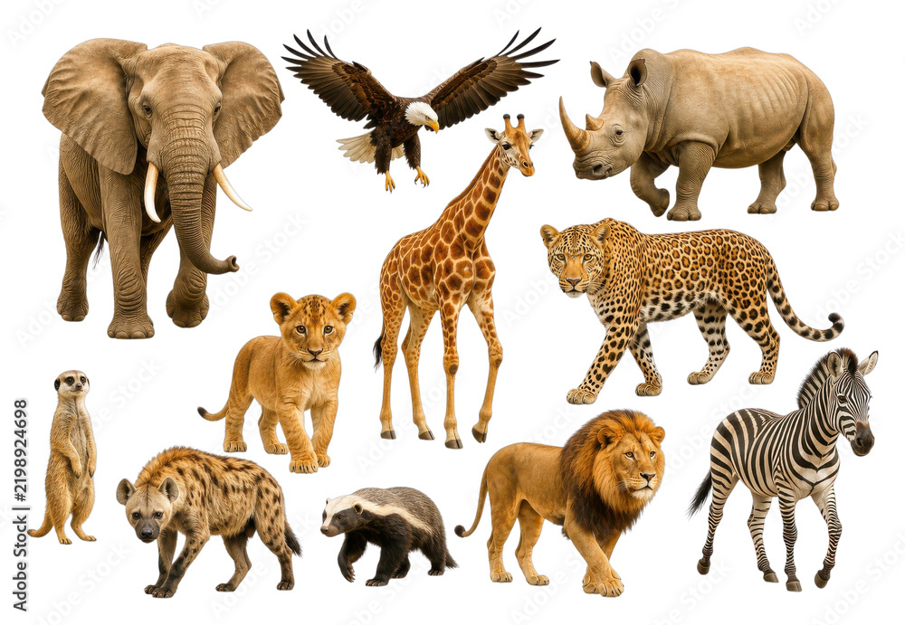 Obraz premium Wild African animal PNG collage on transparent background with elephant, lion, zebra and rhino