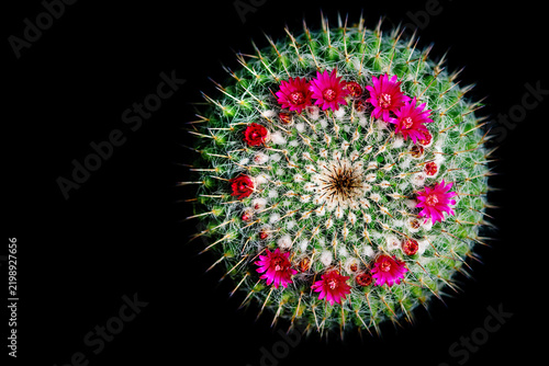 A flowering cactus of the genus Mammillaria. Bright pink cactus flowers. Top view.