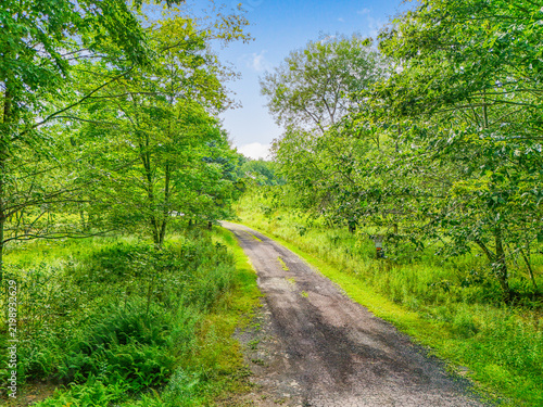 фотографія Unpaved dirt path leading through lush green forest underbrush with forest trail