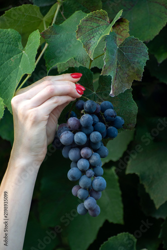 Картината върху платно Female hand with red fingernails holding a ripe bunch of organic dark grapes, po