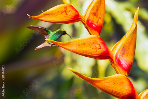 фотографія Coppery-headed Emerald (Microchera cupreiceps) feeding on heliconia flowers