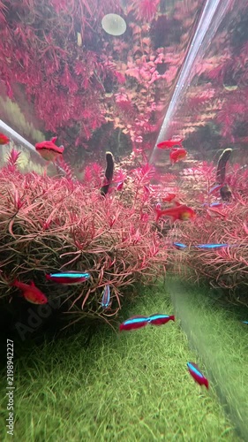 Onate aquarium with neon tetra and other fresh water tropical fish swimming lively in habitat with abundant foliage. A serene and tranquil sight experience.