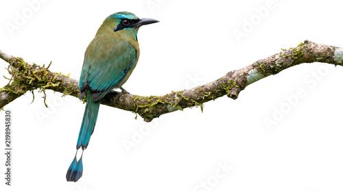 Turquoise-browed motmot perched on a mossy branch, colorful tropical bird isolated on white background, exotic wildlife photography for nature design