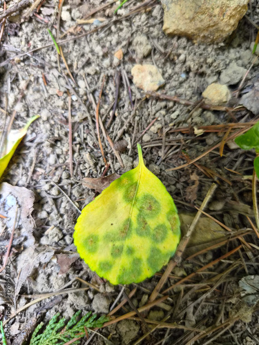Yellow patterned leaf fallen on the dry ground