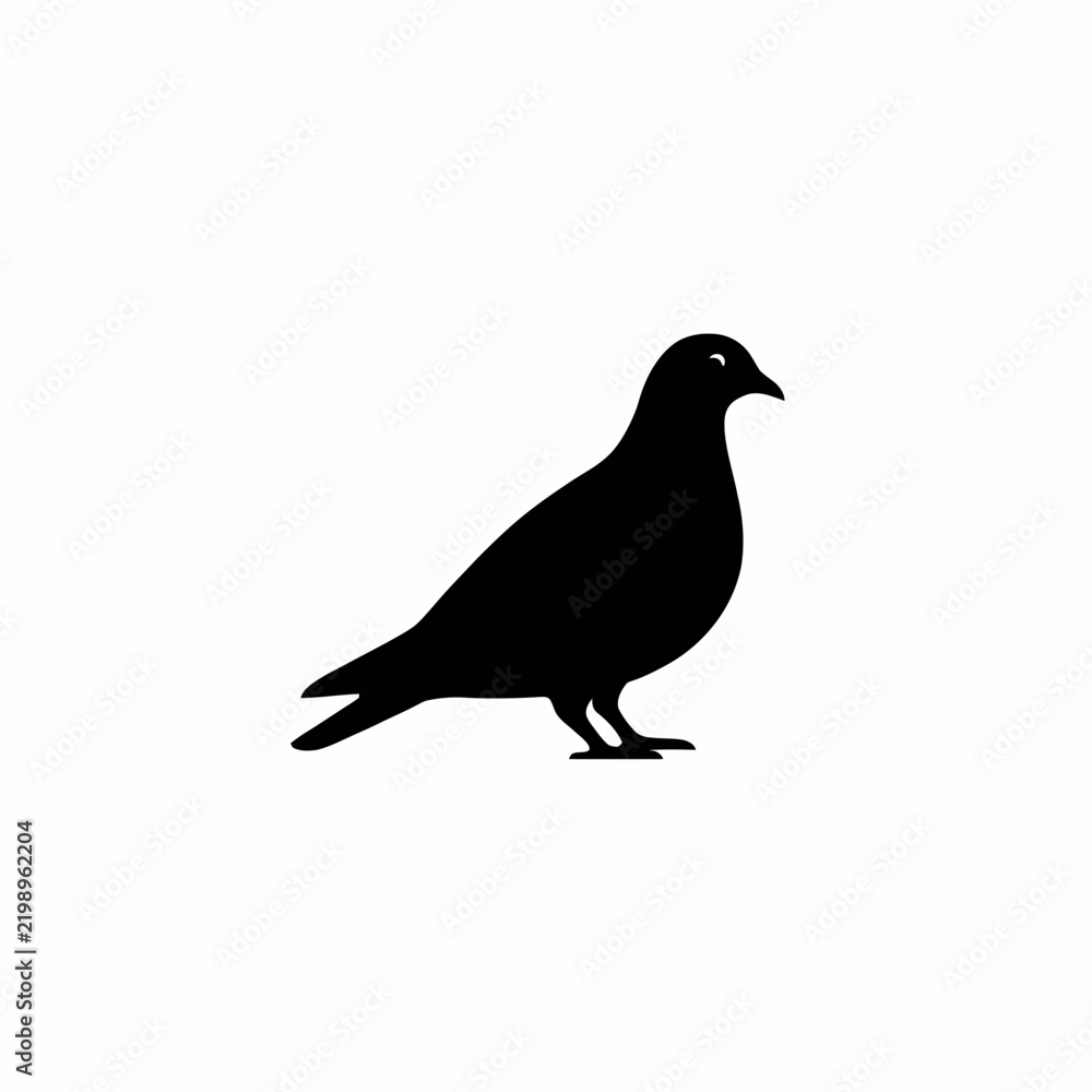 Fototapeta premium pigeon isolated on white background