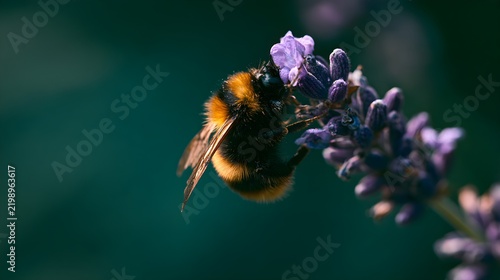 Bumblebee on Purple Flower with Dark Green Background