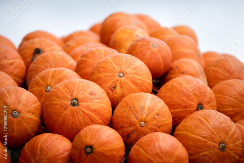 Cuadro en lienzo Dicht gestapelte orangefarbene Kürbisse,  Riesenkürbis-Typen (Cucurbita maxima)