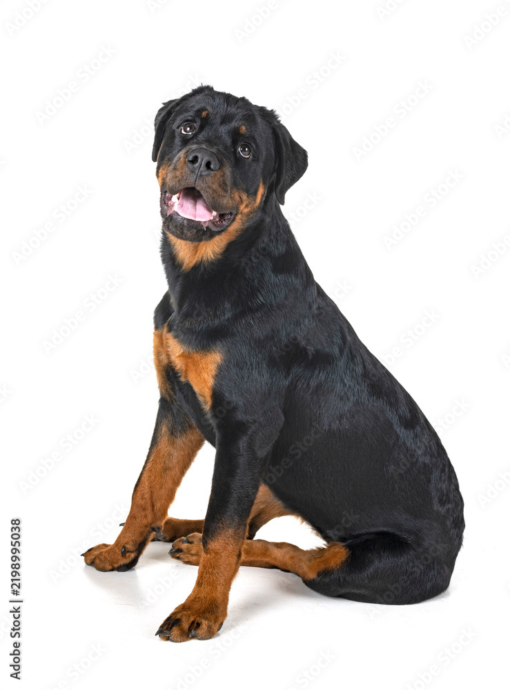 Obraz premium rottweiler in studio