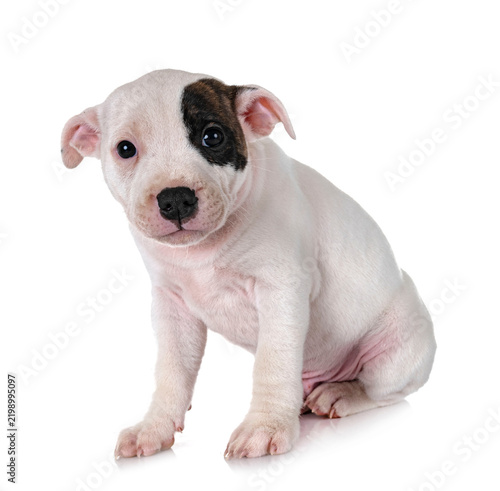 Bild auf Leinwand puppy staffordshire bull terrier