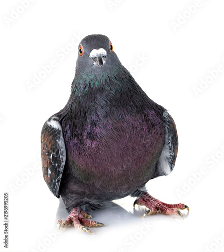 Cauchois pigeon in studio