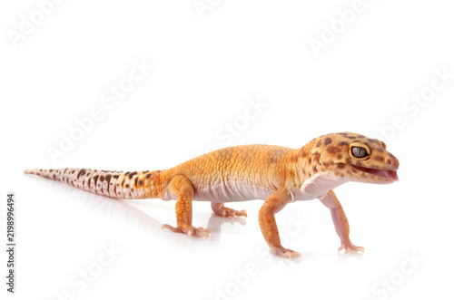 Plakat Leopard gecko in studio