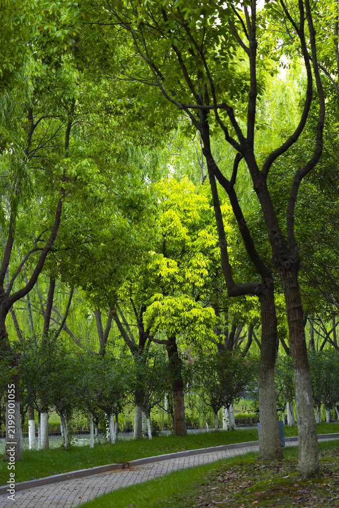 Obraz premium Curving Path Through Lush Green Park in Spring
