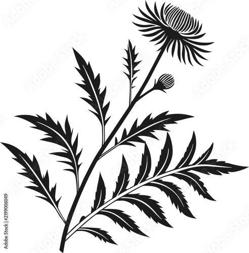 Black and white silhouette of a thistle flower with spiky leaves