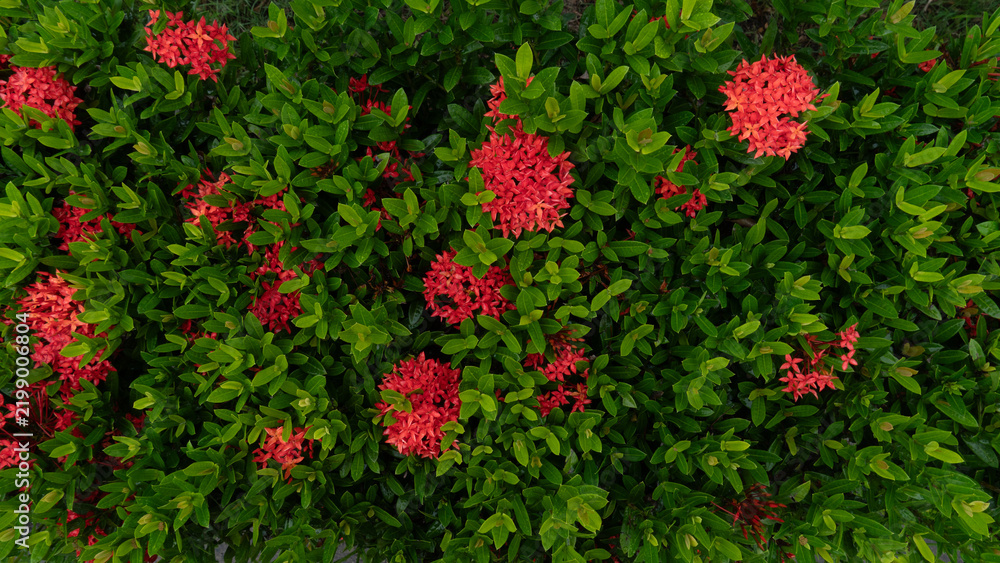 Naklejka premium Above view of small red flower clusters scattered among vibrant green leaves in a dense natural bush. Leaves glistening with moisture from the rain. For nature background and textured.