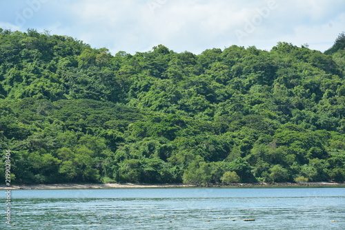 Beach cove covered with trees and mountains